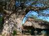 Tarangire Safari Lodge - Accommodation 